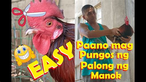 palong ng manok in english|Translate palong ng manok in english in Tagalog .